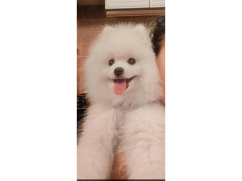 Akıllı boby pomeranian boo