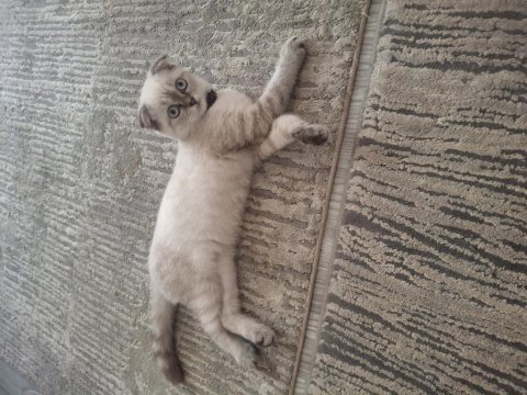 Scottish fold