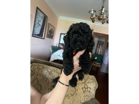 50 günlük toy poodle dişi
