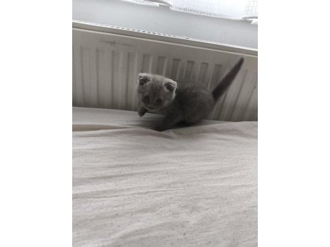 Orjinal scottish fold bebek