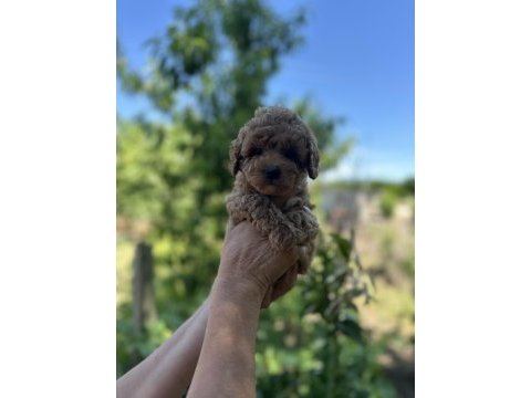 3 aşılı toy poodle