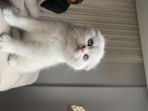 45 günlük scottish fold yavrular