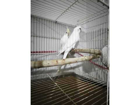Cream face albino çift sultan