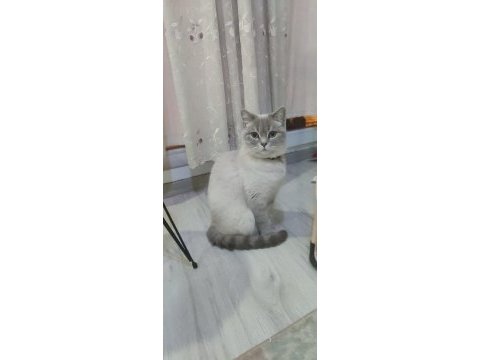 Dişi british shorthair colourpoint