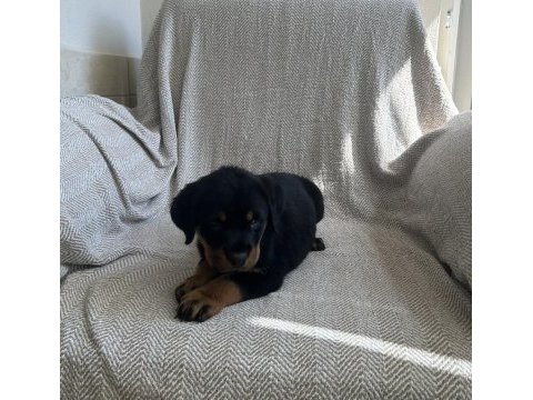 Rottweiler safkan alman yavru