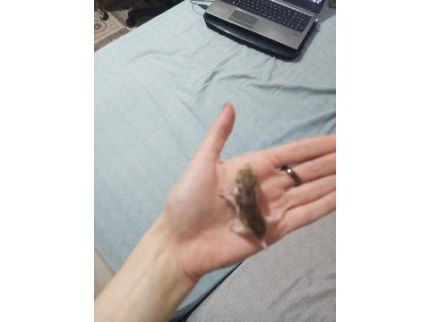 Yavru suriye hamster