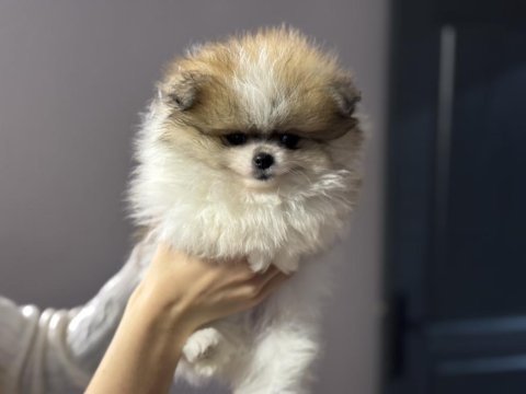 Petmode köpek çiftliğinde ziyarete açık pomeranian