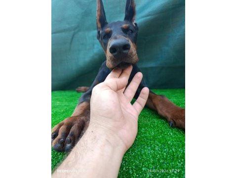 Irk garantili a şecere doberman yavrular