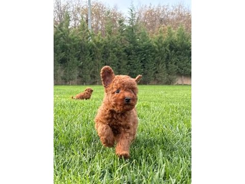 Red brown toy poodle yavruları istanbul