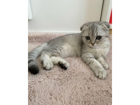 Scottish fold british siyam yavru çeşitler mevcuttur
