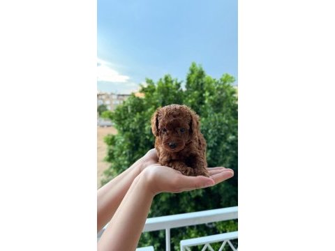 Ankara nın en güzel toy poodle yavruları