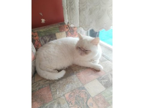 Exotic shorthair dişi kısır