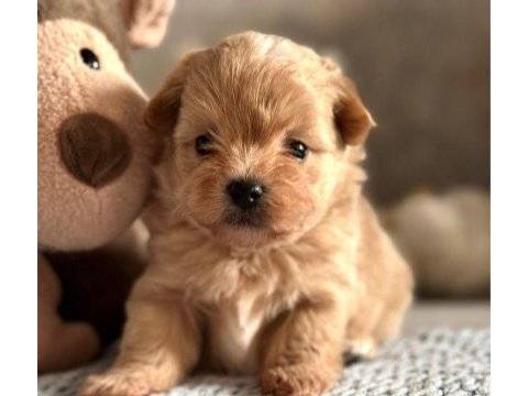 Son kalan toy poodle kalitesinde maltipoo yavrum