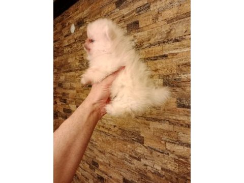 Orjinal pomeranian yavru köpeğimiz