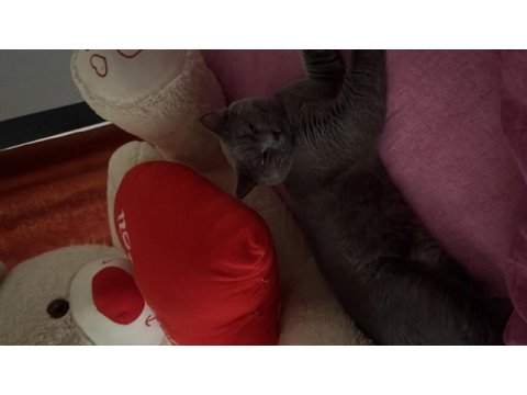 Scottish fold gri