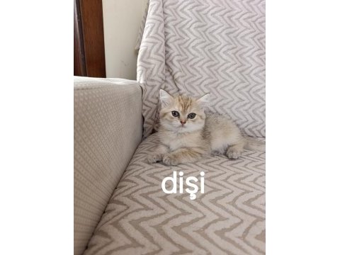 Teslime hazır erkek dişi yavru kedilerimiz