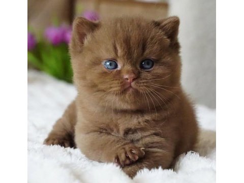 Pofuduk chocolate british shorthair