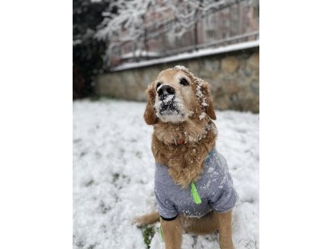 Tamamen ücretsiz sahiplendirme golden retriever