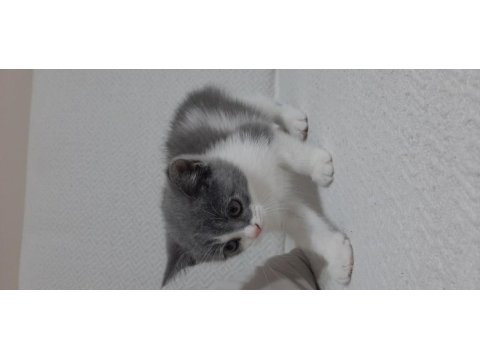 British shorthair bicolor