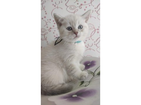 British shorthair erkek hemen teslim