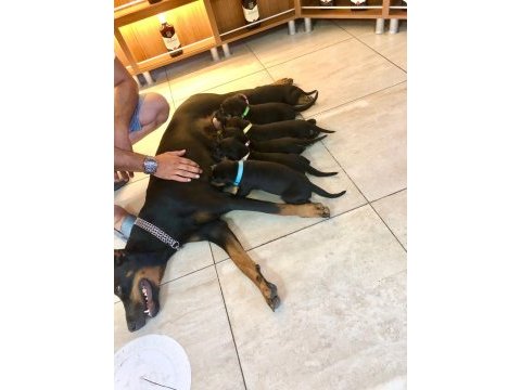 Safkan doberman yavruları