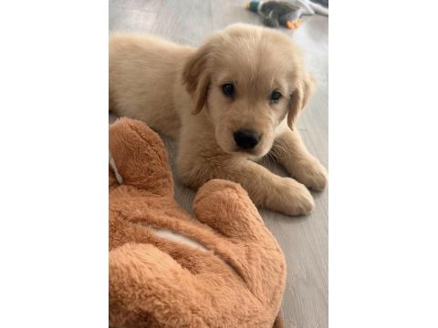 Golden retriever köpeğimiz