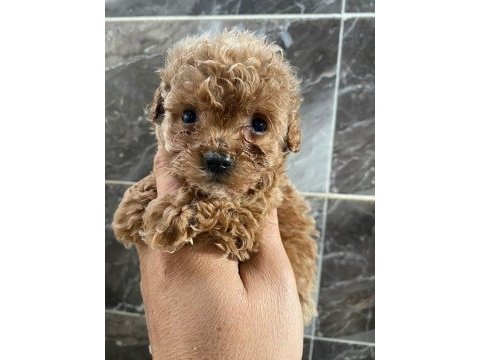 Poodle sevgililer gününe özel kampanya