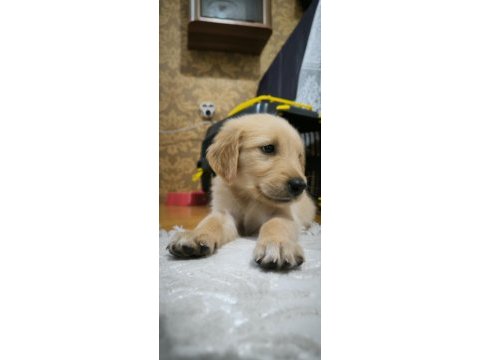 Yavru golden köpeğimiz yeni sahibini bekliyor