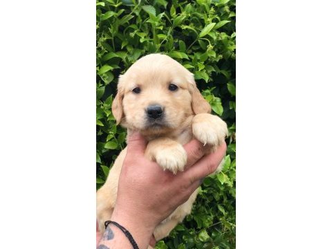 Labrador retriever yavrular