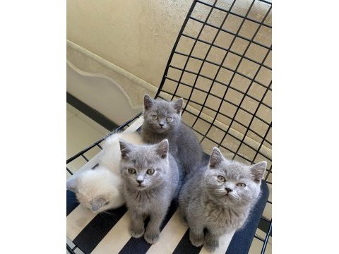 Uyguna sahiplendirilecek erkek yavrularım british shorthair