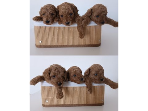4 yaşında dişi poodle