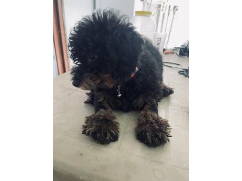 Siyah toy poodle 4 aylık