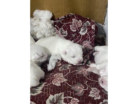 Yavru maltese terrier