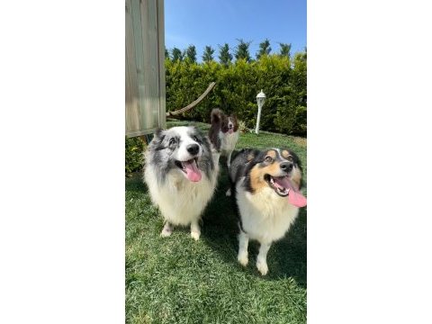 A kalite super güzellikte border collie yavrular