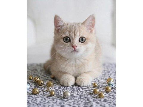 Lila golden british shorthair