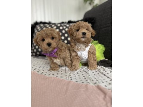 Teacup maltipoo tuvalet eğitimli