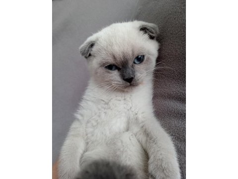 Scottish fold yavrularımız yeni sahibini arıyor