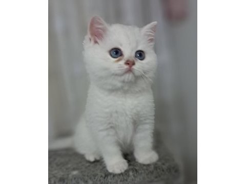 British shorthair point erkek
