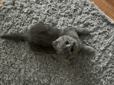 Bursa osmangazi british shorthair