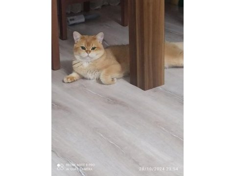 British shorthair ny12