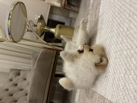 Pomeranian gofret oğlum