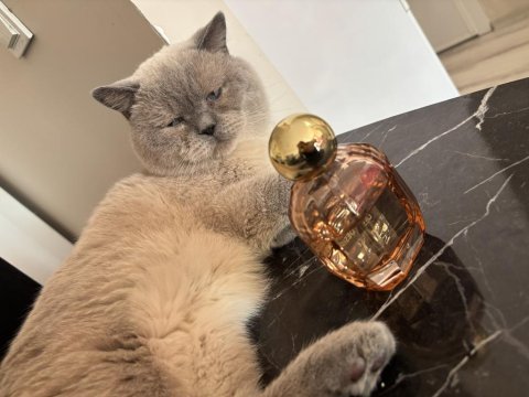 British shorthair 6 yaşında erkek