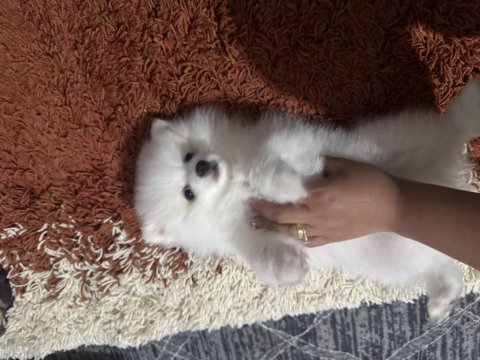 Pomeranian köpeğimiz yuva arıyor