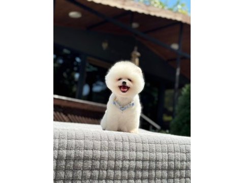 Sağlık ve ırk garantili pomeranian