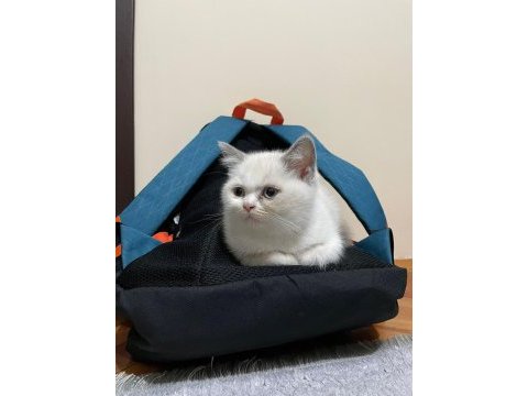 British shorthair blue point