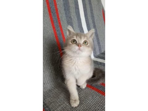 British shorthair dişi yavru