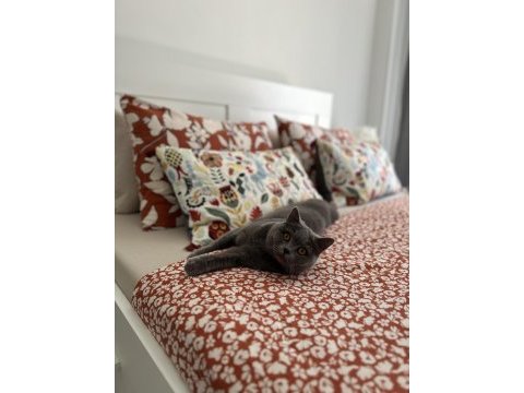 British shorthair kedimiz mochi