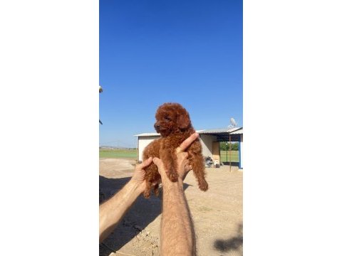 Toy poodle kore kanı a kalite