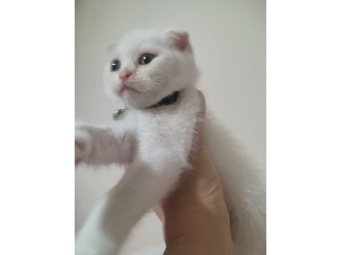 2 aylık scottish fold beyaz renk dişi kedimiz