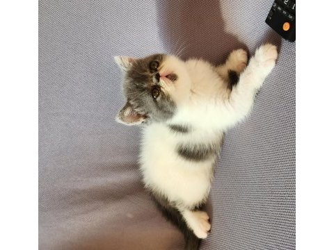 Kusursuz exotic shorthair bebekler